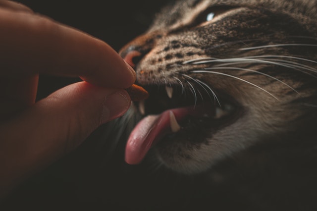 Cat feeding