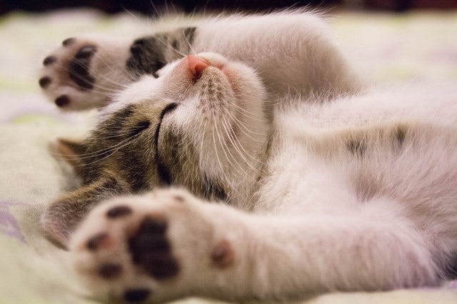 Playing with cats